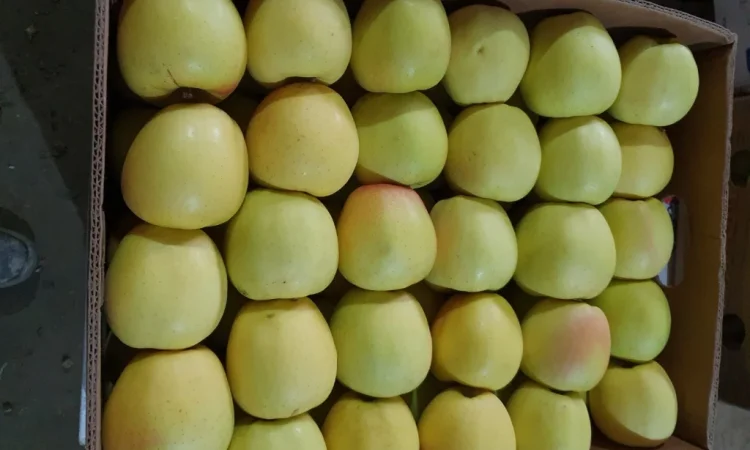 Пропонуються яблука високої якості - фото № 3