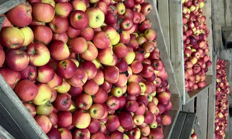 Продаються яблука Чемпіон відмінної якості - фото № 1