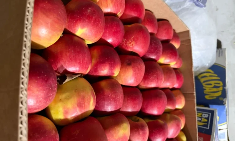 Продаються яблука Чемпіон відмінної якості - фото № 2