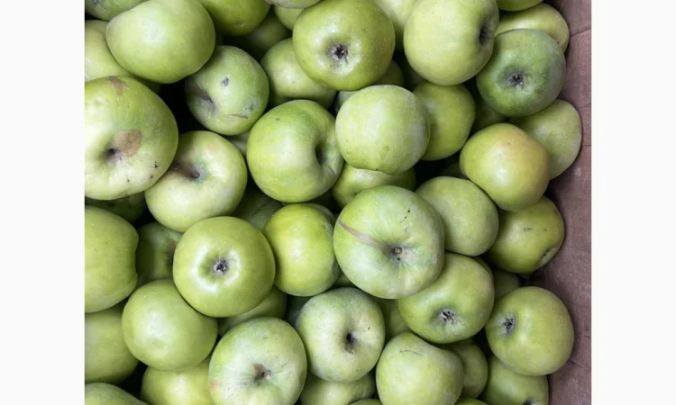 Продаются сортовые яблоки - фото № 1