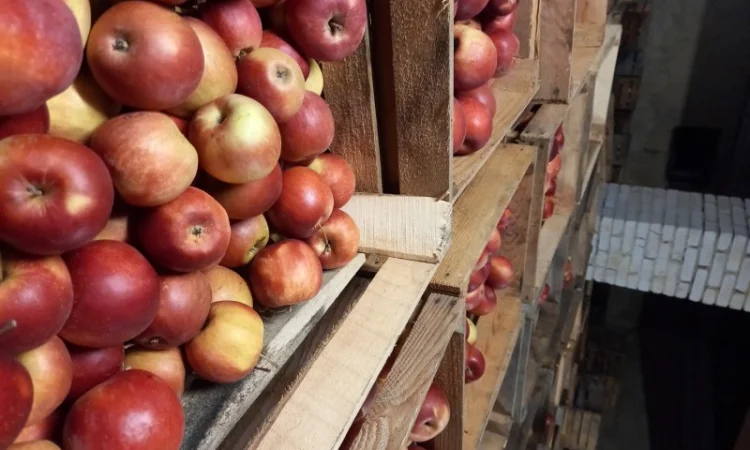 Яблука Айдаред - великі та красиві - фото № 1