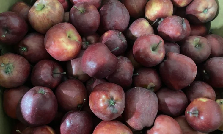 Продаются яблоки сорта Голден и Джерамин - фото № 3