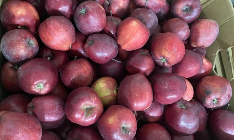 Продаются яблоки сорта Голден и Джерамин - фото № 4