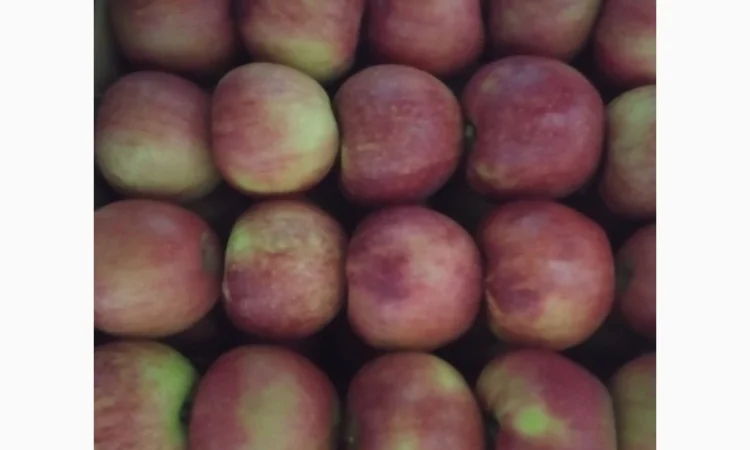 Продаются яблоки различных сортов - фото № 7