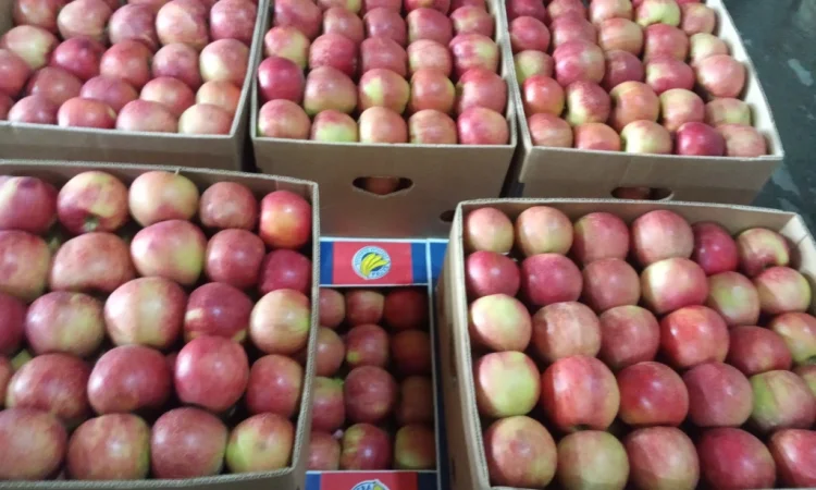 Продаются яблоки различных сортов - фото № 9