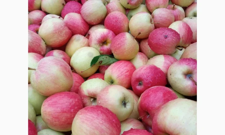 Продаются яблоки различных сортов - фото № 2