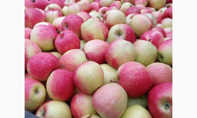 Продаются яблоки различных сортов - фото № 3