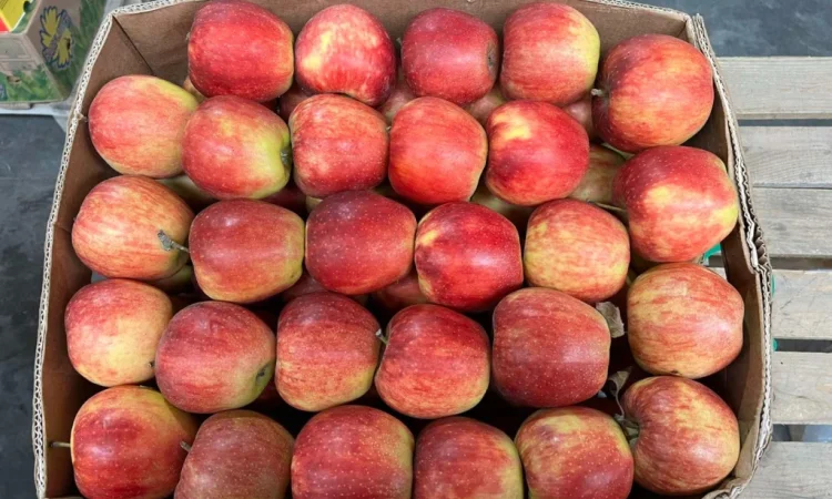Продаются яблоки различных сортов - фото № 4