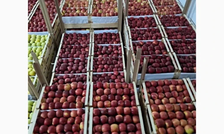 Продаются яблоки разных сортов - фото № 1