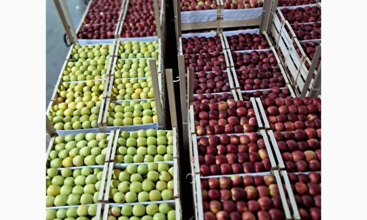 Продаются яблоки разных сортов - фото № 2