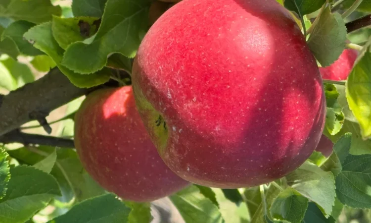 Продаются яблоки сорта Голден Делішес и Чемпіон Рено - фото № 1