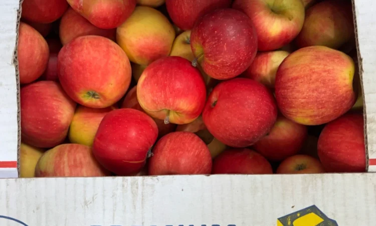 Продаются яблоки сорта Голден Делішес и Чемпіон Рено - фото № 2