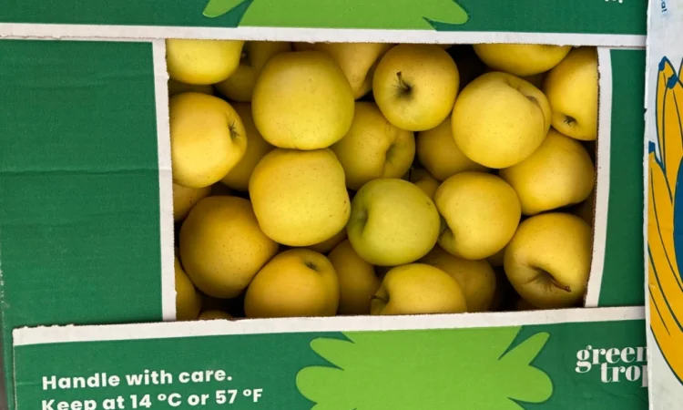 Продаются яблоки сорта Голден Делішес и Чемпіон Рено - фото № 3