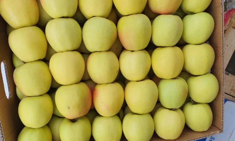 Продаются яблоки отличного качества - фото № 1