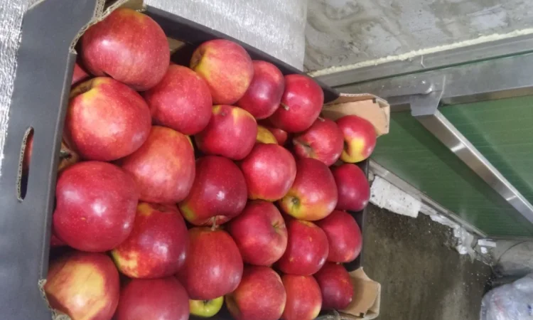 Продаются яблоки отличного качества - фото № 2