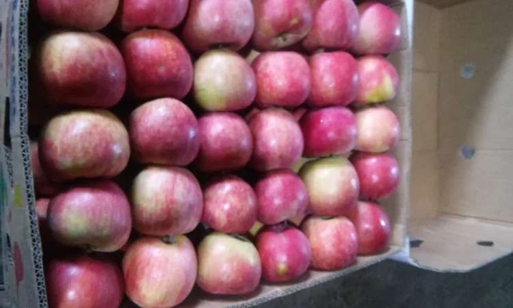 Продаются яблоки отличного качества - фото № 3
