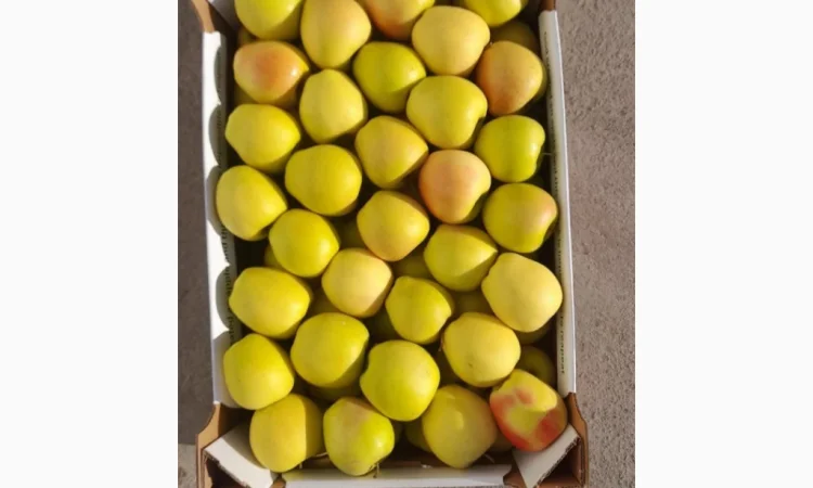 Продаются яблоки сорта Джеромін - фото № 1