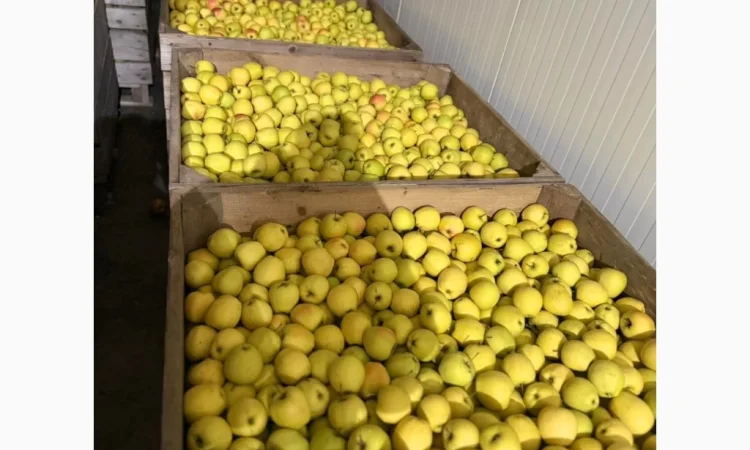 Продаются яблоки сорта Джеромін - фото № 2