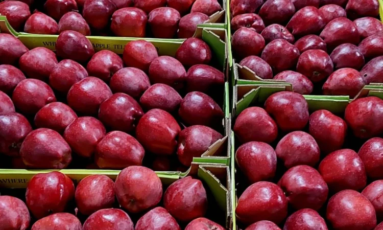 Продаются яблоки сорта Джеромін - фото № 5