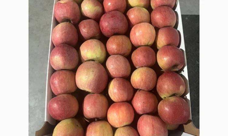 Продаются яблоки сорта Джеромін - фото № 6