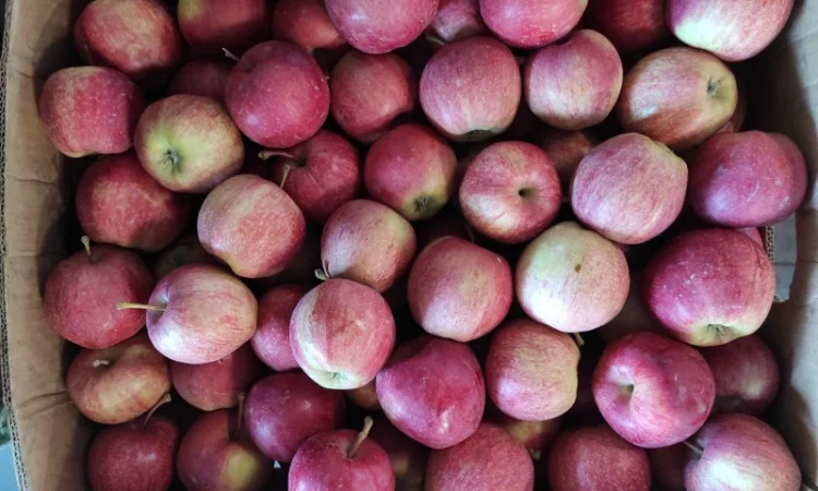 Продаються яблука різних сортів - фото № 1