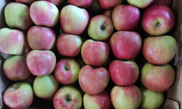 Продаються яблука різних сортів - фото № 2