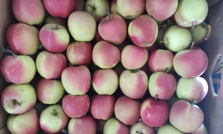 Продаються яблука різних сортів - фото № 3