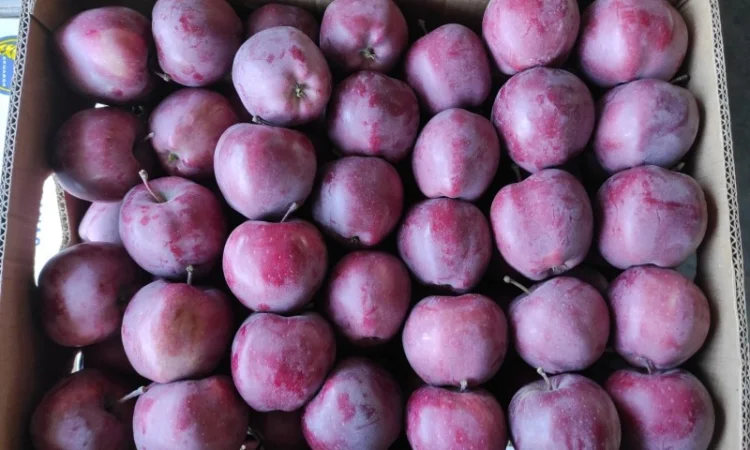 Продаються яблука різних сортів - фото № 4