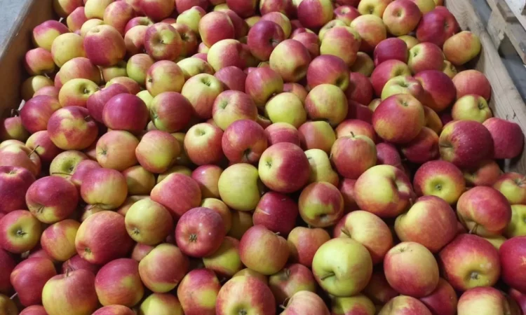 Продаются яблоки Чемпион из холодильника - фото № 1