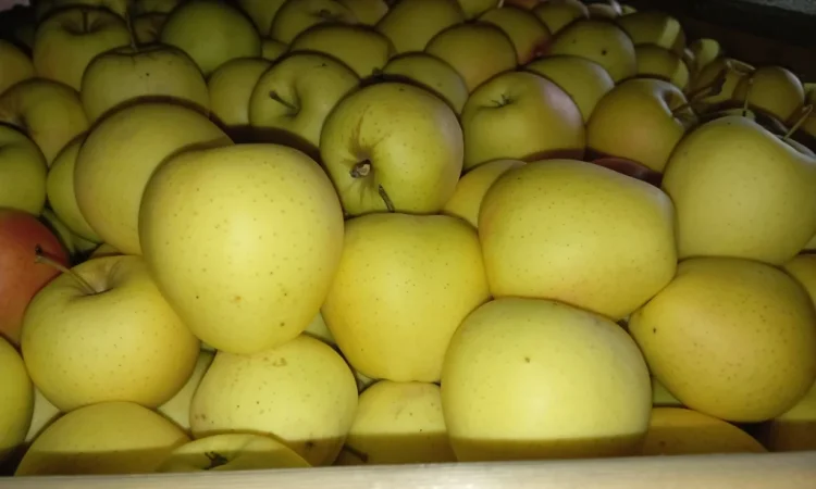 Пропонуються яблука сорту Голден Чемпіон, Джоноголд, Лігольд - фото № 1