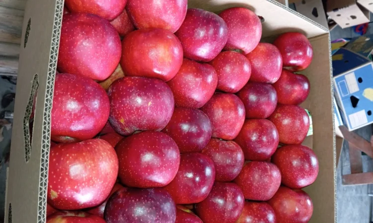 Пропонуються яблука сорту Голден Чемпіон, Джоноголд, Лігольд - фото № 2