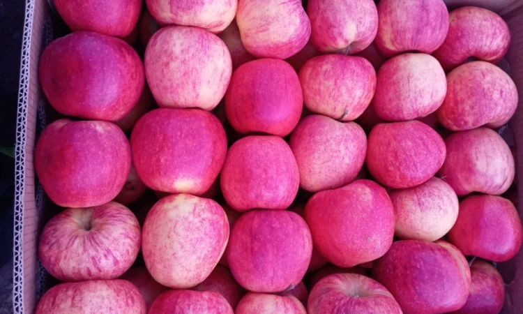 Пропонуються яблука сорту Голден Чемпіон, Джоноголд, Лігольд - фото № 3