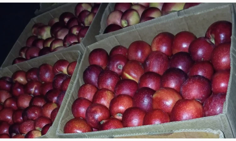 Пропонуються яблука сорту Голден Чемпіон, Джоноголд, Лігольд - фото № 4