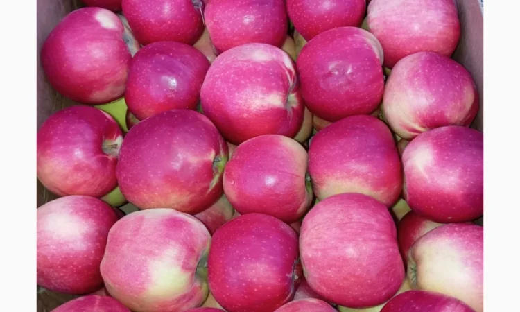 Пропонуються яблука сорту Голден Чемпіон, Джоноголд, Лігольд - фото № 5