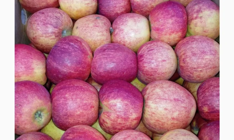 Пропонуються яблука сорту Голден Чемпіон, Джоноголд, Лігольд - фото № 6