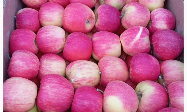 Пропонуються яблука сорту Голден Чемпіон, Джоноголд, Лігольд - фото № 7