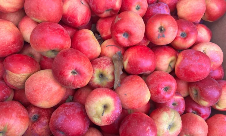 Продаются яблоки сорта Флоріна, Гренні Сміт, АЙДАРЕД в Тернополе - фото № 1
