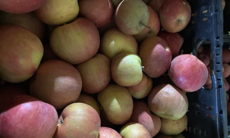 Пропонуються яблука сорту Фуджі - фото № 1