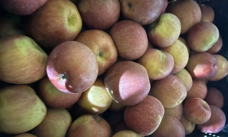Пропонуються яблука сорту Фуджі - фото № 2