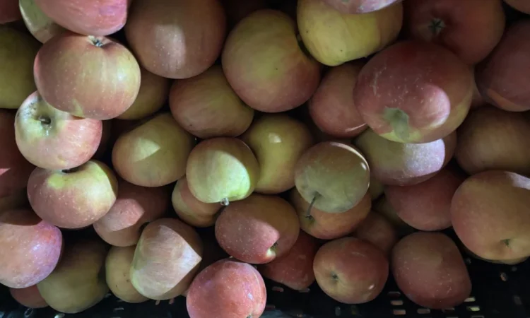 Пропонуються яблука сорту Фуджі - фото № 3