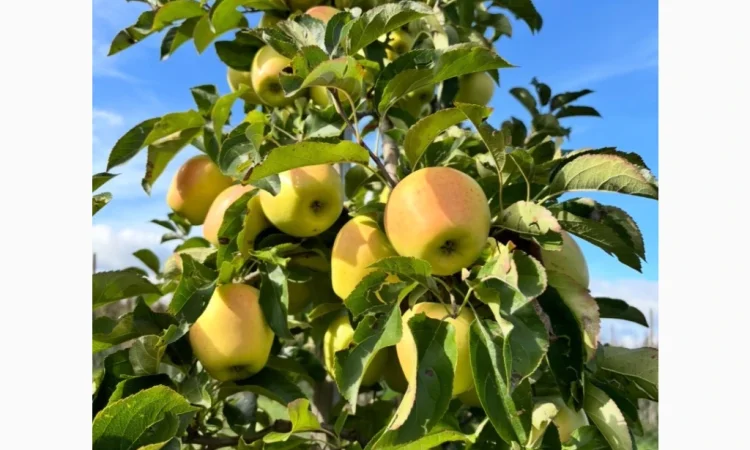 Пропонуються яблука відмінної якості - фото № 1