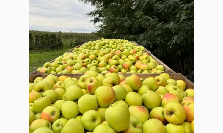 Пропонуються яблука відмінної якості - фото № 2