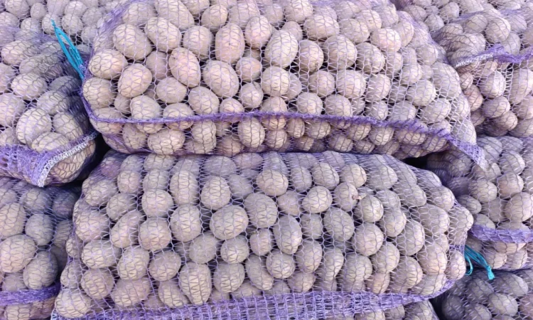 Пропоную насінневу картоплю сорту Белла Роса - фото № 2