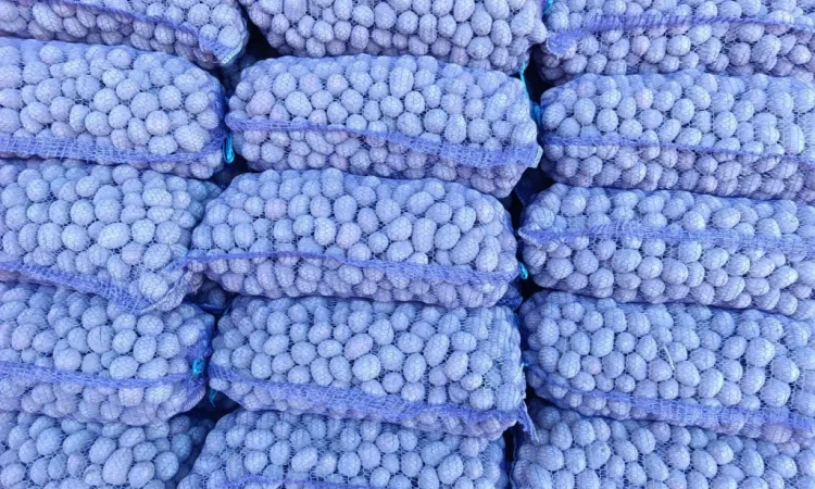 Пропоную насінневу картоплю сорту Белла Роса - фото № 3