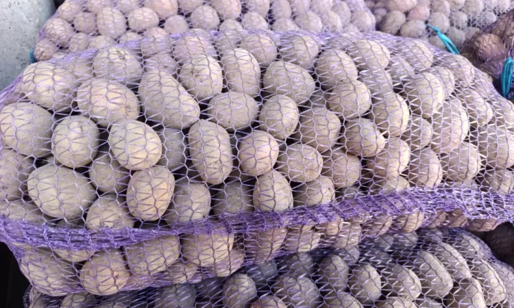 Пропоную насінневу картоплю сорту Белла Роса - фото № 1