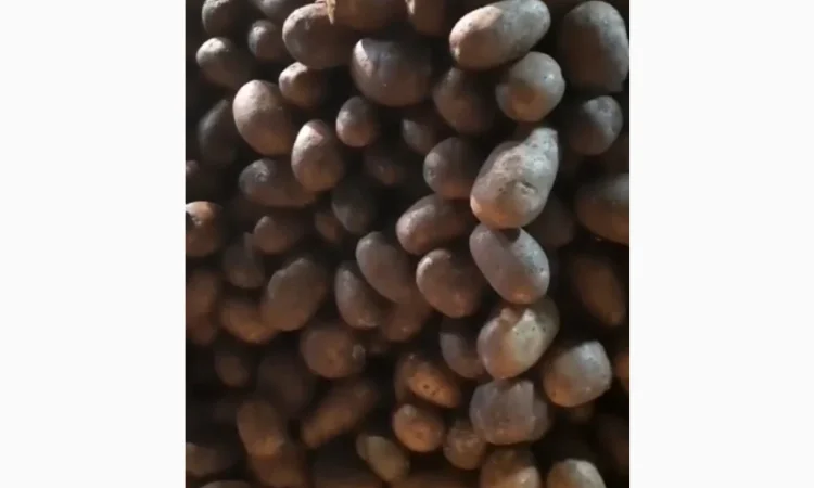 Продается семенной картофель сорта Мелоді оптом - фото № 1