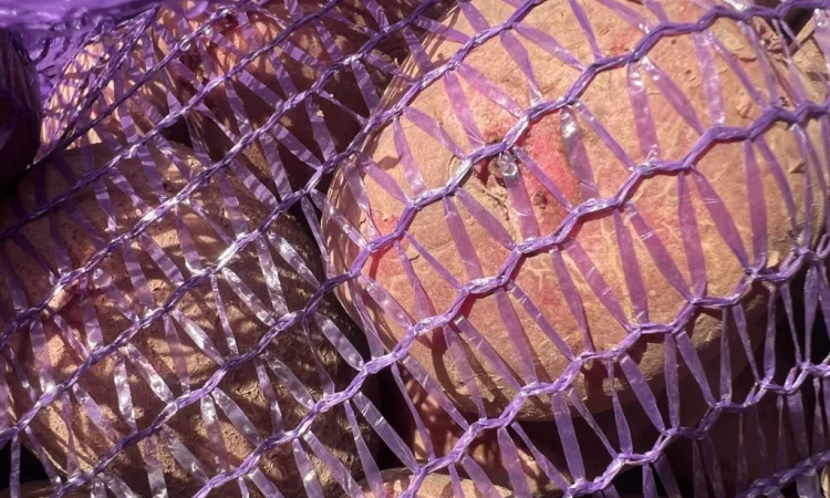 Товарный картофель сорт Бела Роса - фото № 1