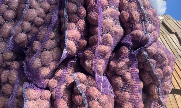 Товарный картофель сорт Бела Роса - фото № 2