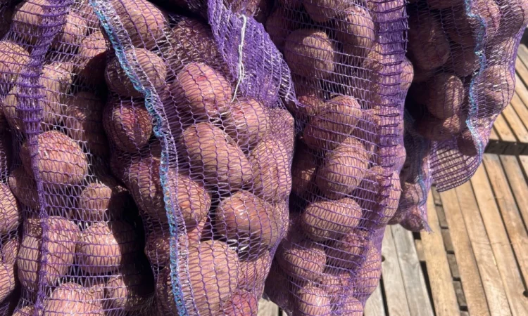 Товарный картофель сорт Бела Роса - фото № 3