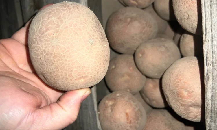 Товарный картофель сорт Бела Роса - фото № 4